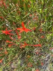 Anisacanthus quadrifidus