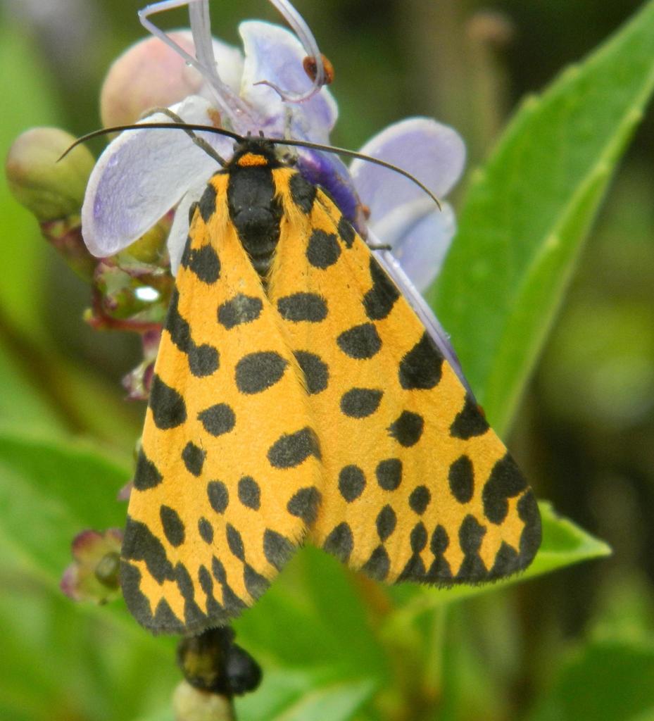 Zerenopsis