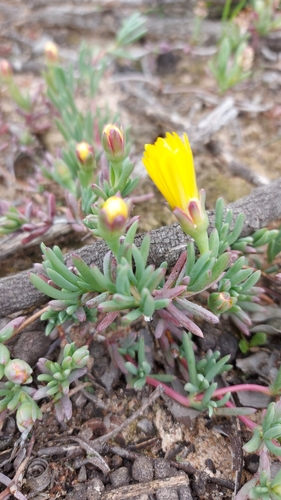 Image of Lampranthus explanatus by (c) Jacques van der Merwe, some rights reserved (CC BY-SA)