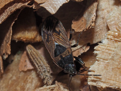 Trapezonotus arenarius