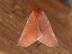 Drepanogynis cnephaeogramma