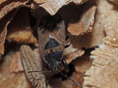 Trapezonotus arenarius