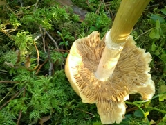 Cortinarius caperatus