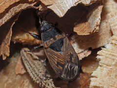 Trapezonotus arenarius