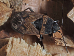 Trapezonotus arenarius