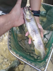 Salmo farioides