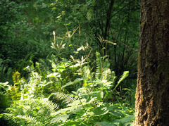 Actaea elata