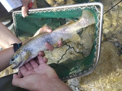 Salmo farioides