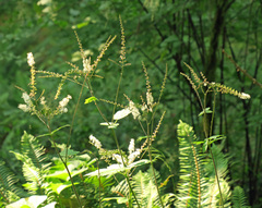Actaea elata