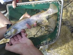 Salmo farioides