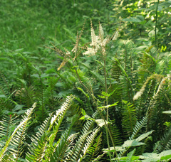 Actaea elata