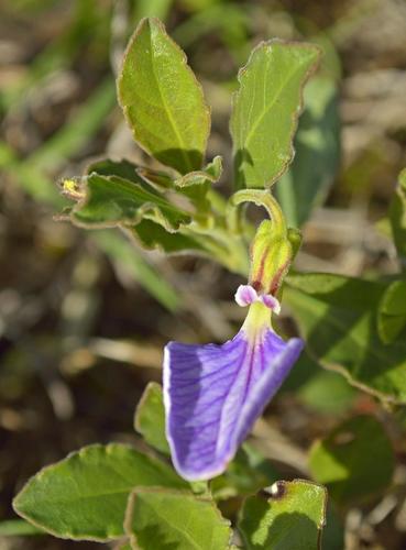 Hybanthus capensis