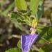 Hybanthus capensis - Photo (c) Adriaan Grobler, some rights reserved (CC BY-NC), uploaded by Adriaan Grobler