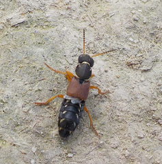 Staphylinus caesareus