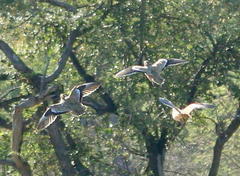 Pterocles bicinctus multicolor