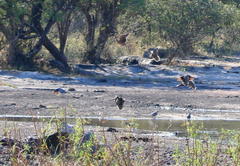 Pterocles bicinctus multicolor