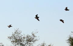 Pterocles bicinctus multicolor