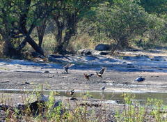 Pterocles bicinctus multicolor