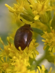 Cychramus luteus