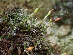 Grimmia longirostris