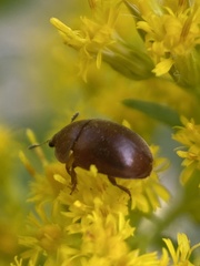 Cychramus luteus