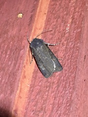 Euxoa velleripennis