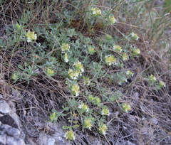 Teucrium montanum jailae