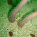 Radial Sea Pen - Photo (c) Peter Southwood, some rights reserved (CC BY-SA), uploaded by Peter Southwood