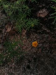 Melampodium linearilobum