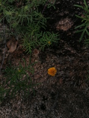 Melampodium linearilobum