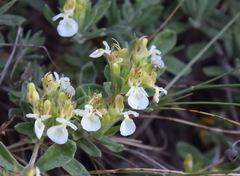 Teucrium montanum jailae