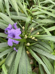 Ruellia simplex