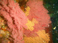 Melithaea rubra