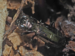 Notiophilus palustris