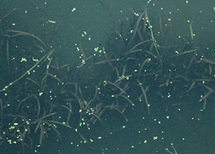 Vallisneria spiralis