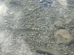 Squalius cephalus
