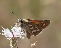 Hesperia comma