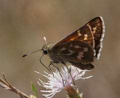 Hesperia comma
