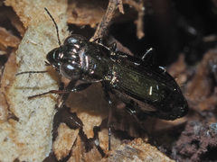 Notiophilus palustris