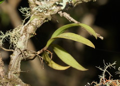 Plectorrhiza tridentata