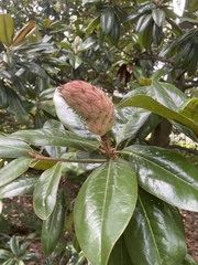 Magnolia grandiflora