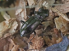 Notiophilus palustris