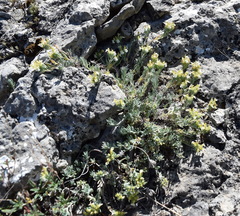 Teucrium montanum jailae