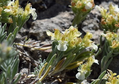 Teucrium montanum jailae