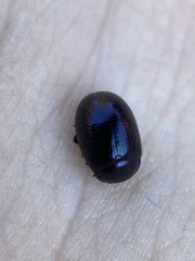 Chrysolina geminata