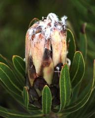 Protea