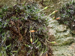 Grimmia longirostris