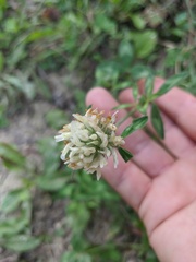 Trifolium ambiguum