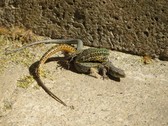 Podarcis bocagei