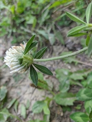 Trifolium ambiguum